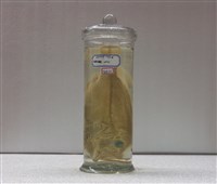 藏品(縱帶笛鯛)的圖片